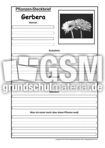 Pflanzensteckbrief-Gerbera-SW.pdf